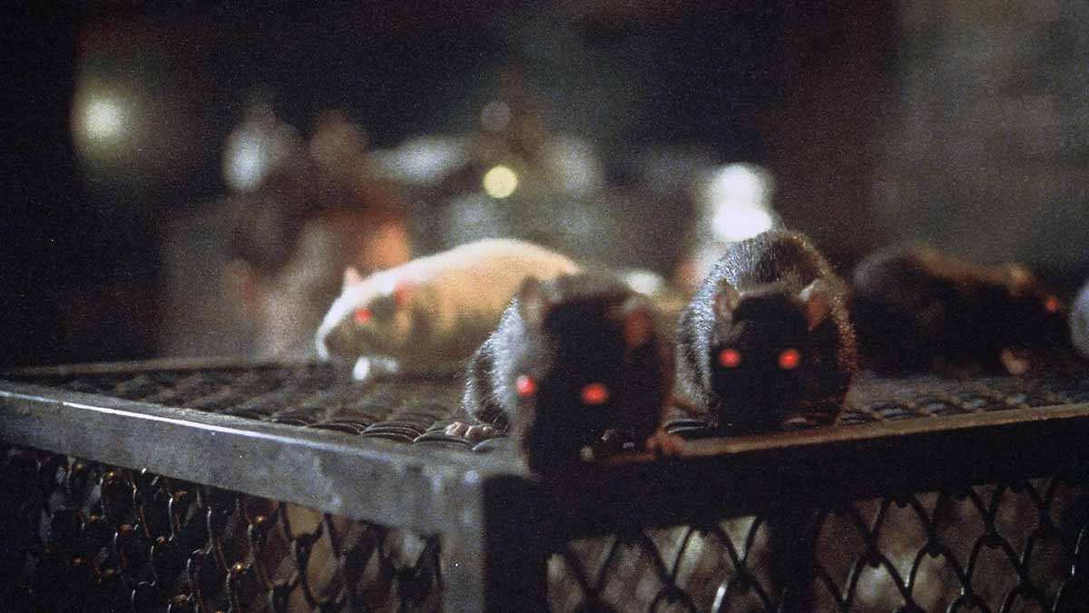 Rats: Night of Terror